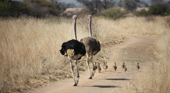 Ostrich Showcase Item