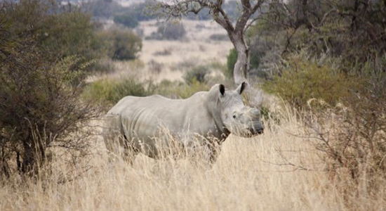 Rhino Showcase Item