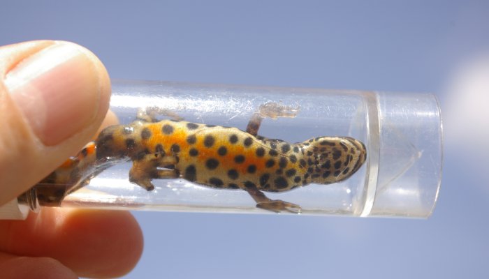 Smooth Newt with spotted underside in a clear tube
