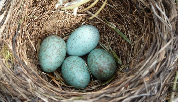 Four blue bird eggs with brown spots in a bird nest