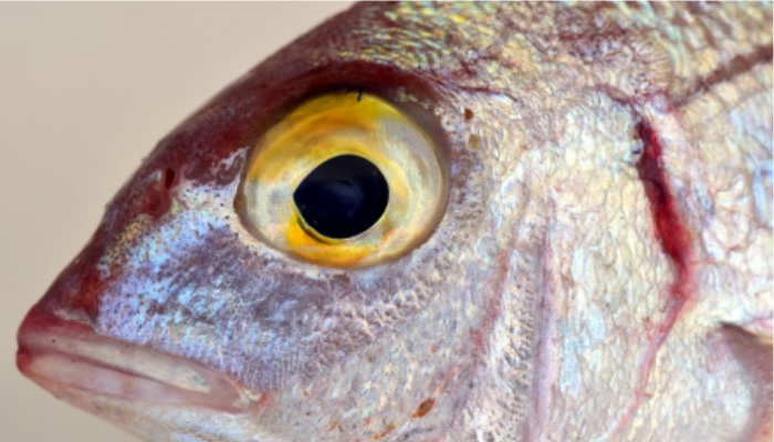 Head of a grey fish with yellow eye
