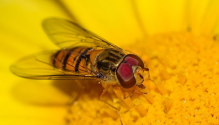Close-up of fly on a yellow flower