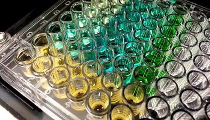 Rows of test tubes containing blue, green, and yellow fluids