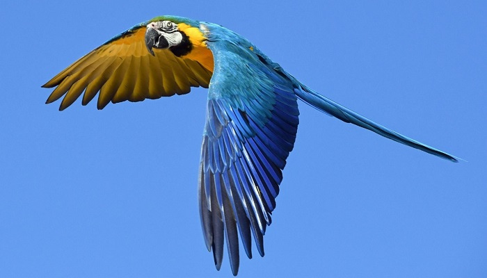 Blue and yellow parrot flying in clear blue sky