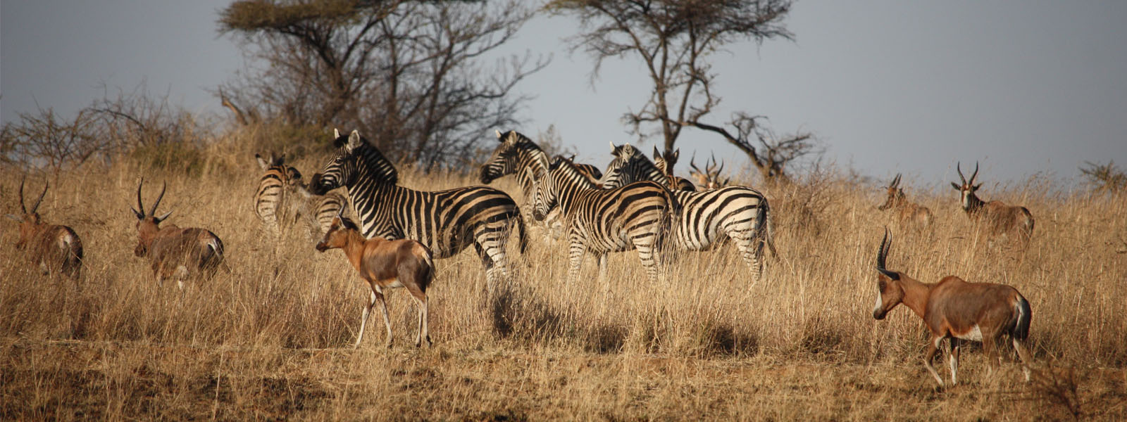 Zebra at Mankwe Wildlife Reserve, South Africa
