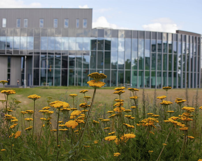 Wildflowers in front of the Isaac Newton Building at Lincoln