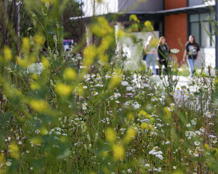 Wildflowers on Brayford Pool Campus