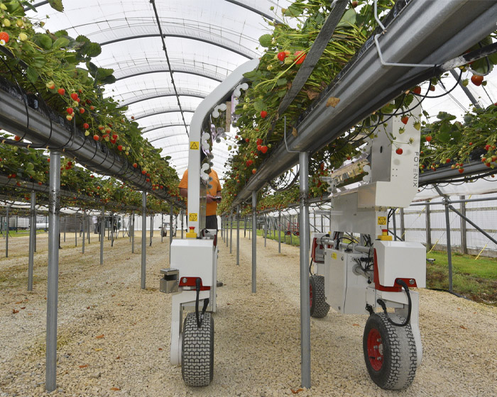 Thorvald robot working in a greenhouse with strawberries