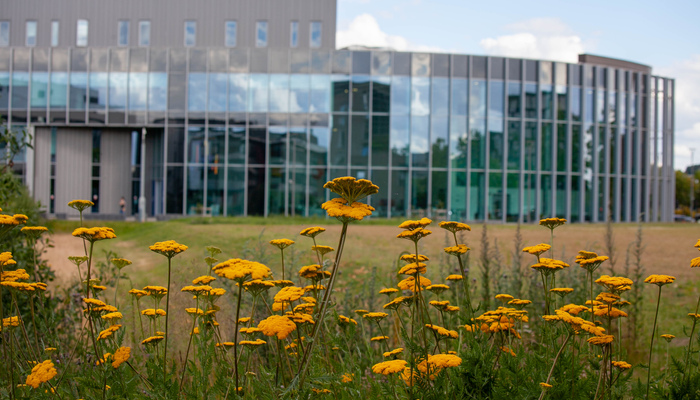 Wildflower meadows on the Brayford Pool Campus