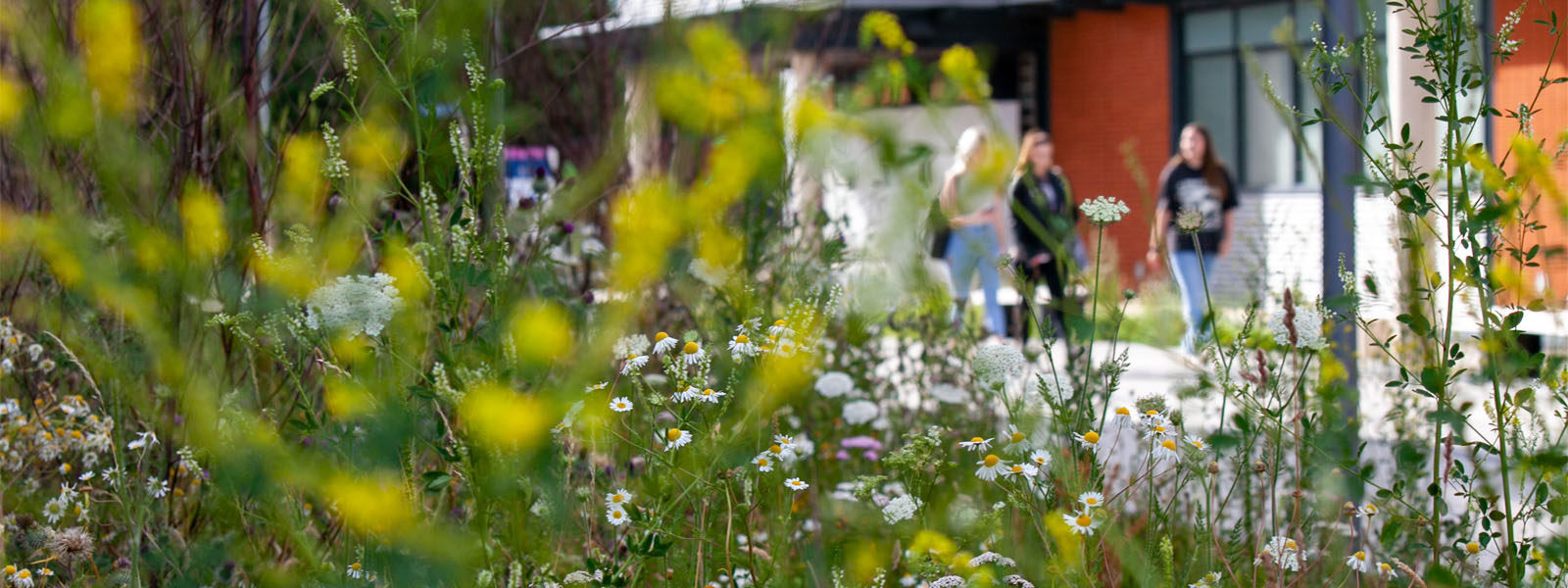 Students walking on campus with flowers in the foreground