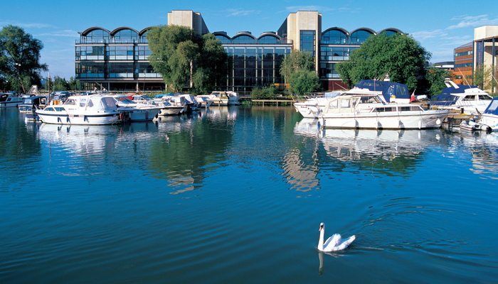 A mute swan swimming in the Brayford Pool