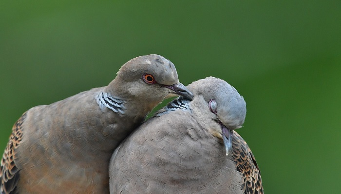 Two doves