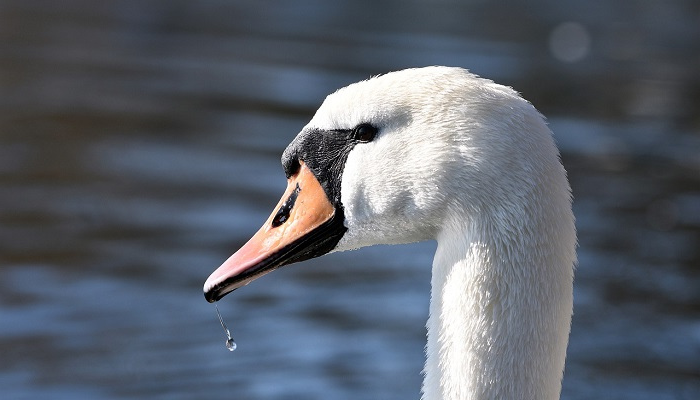 Swan headshot