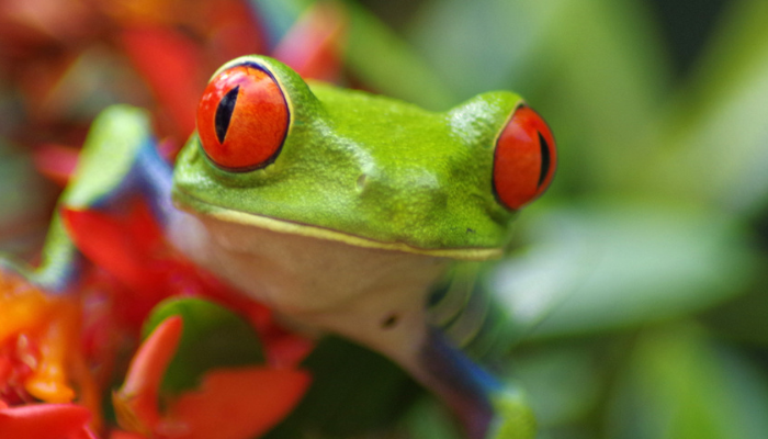 Spotlight image of frog