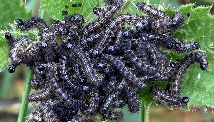Photo of caterpillars