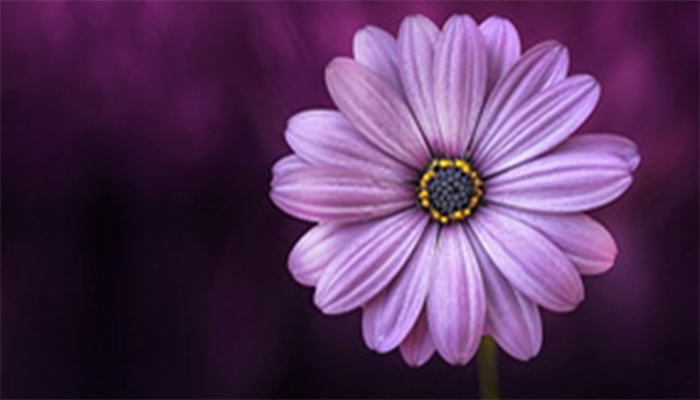 UV Floral pattern Image
