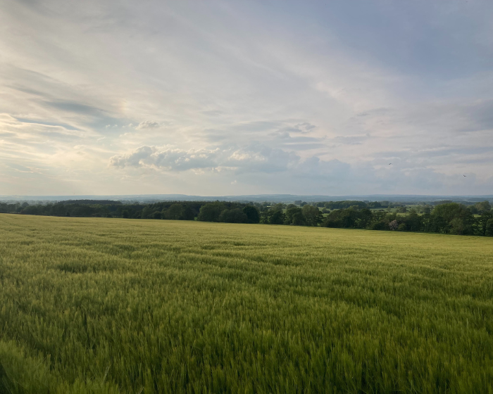 Image of a field