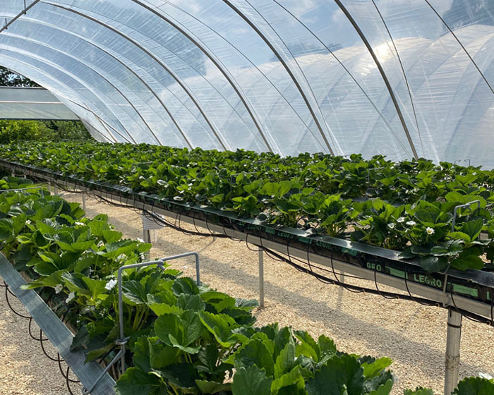 Strawberry crops in a green house