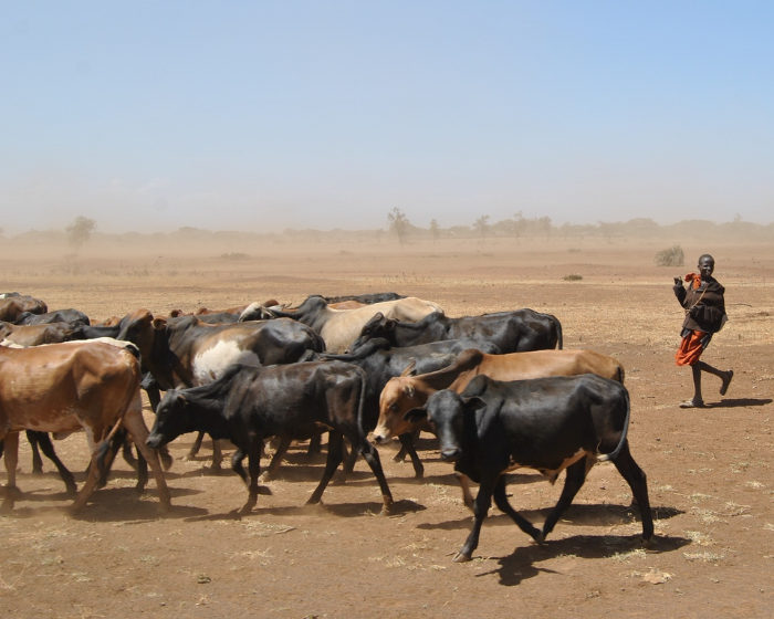 Cattle in a field