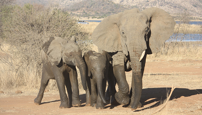 Image of elephants