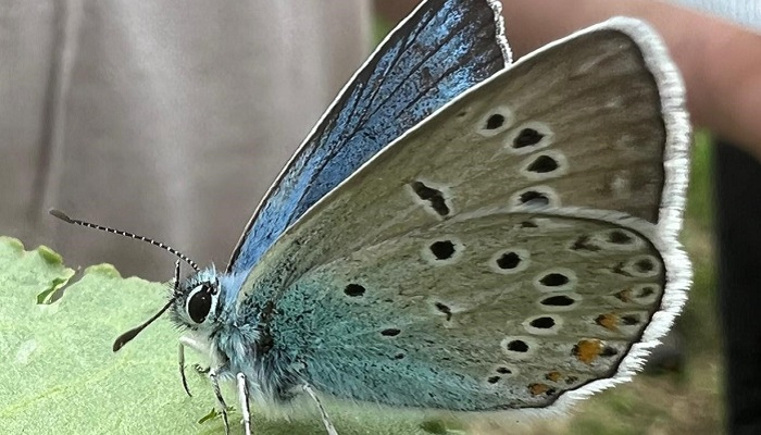 Close-up of blue and brown butterfly on leaf