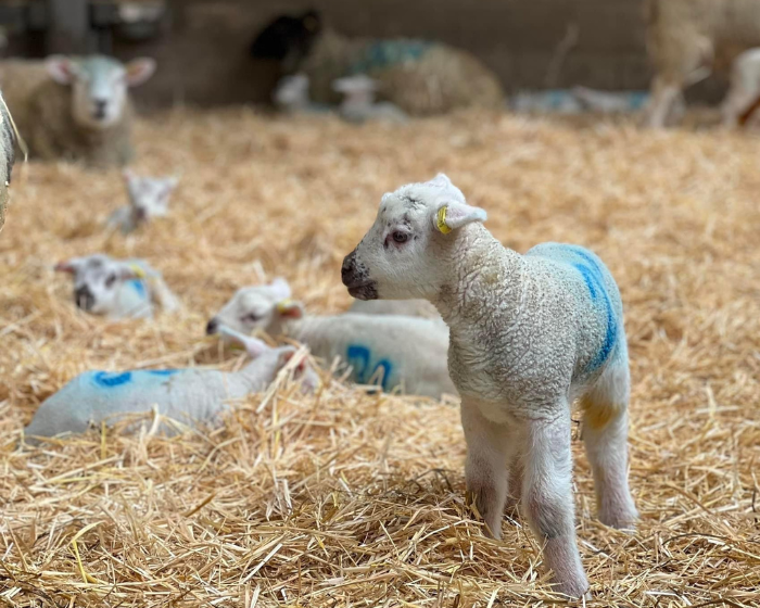 Image of lambs