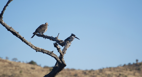 Bird Showcase 1