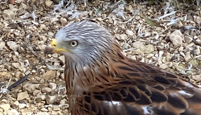 A red kite