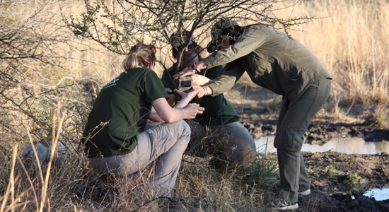 Camera Traps Spotlight