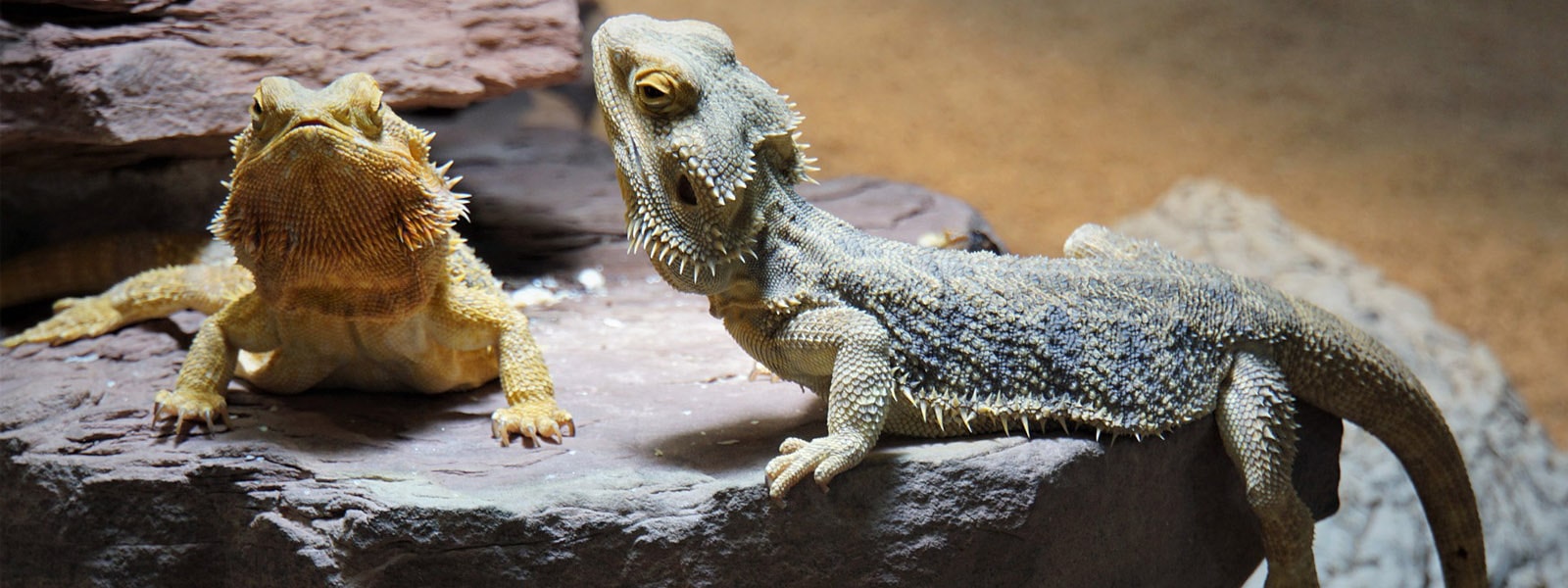 Two bearded lizards walking on a rock