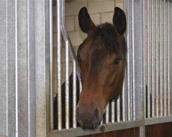 A horse poking its head through a stable gate