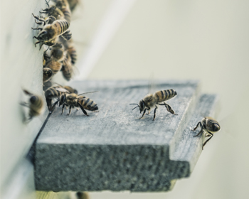 Bees swarming around a wooden shelf