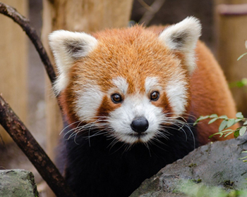 A red panda in a zoo