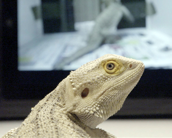 A lizard in front of a computer screen