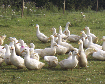 A flock of geese walking on the grass