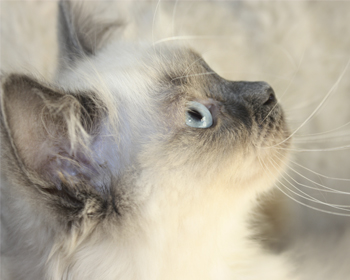 A white kitten looking up