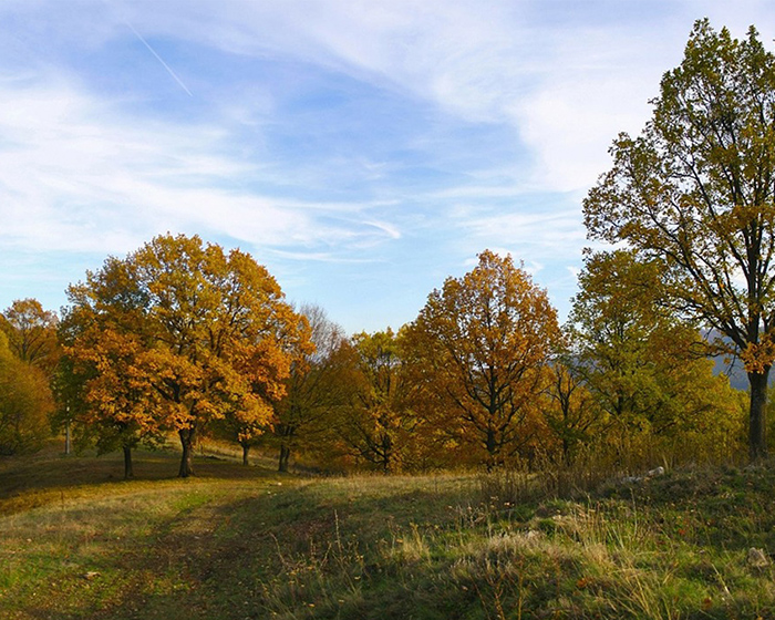 Trees in a park