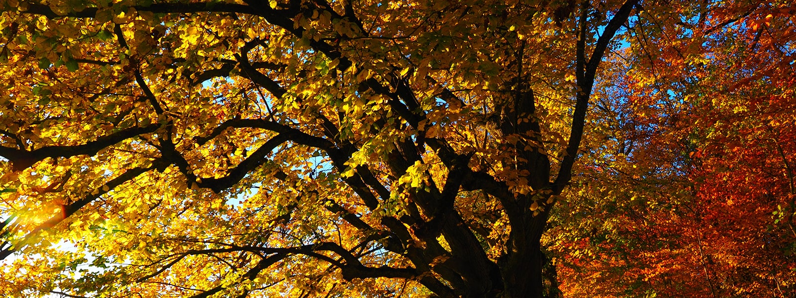 Autumnal Tree