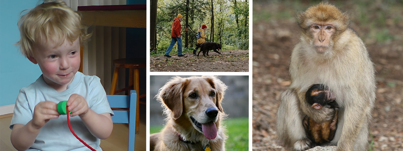 Collage of images of children, dogs and monkeys