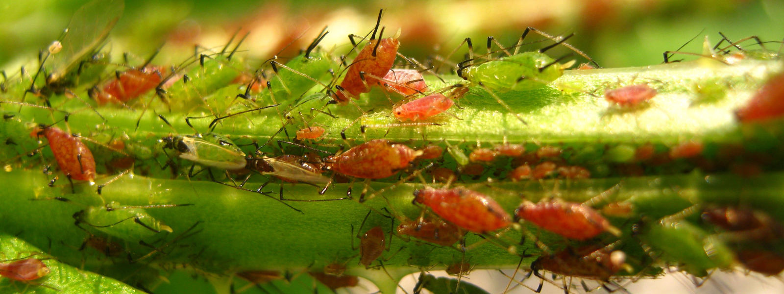 msc zoology research topics