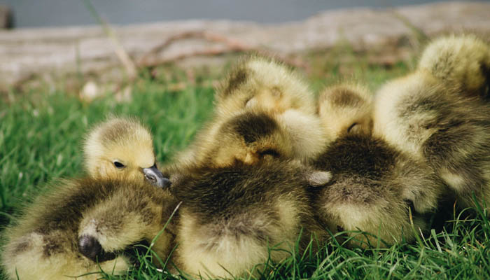 Goslings on the Brayford Campus