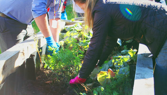 University of Lincoln Kitchen Garden