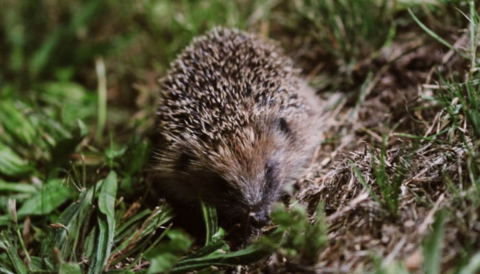A hoglet at our Brayford Pool Campus