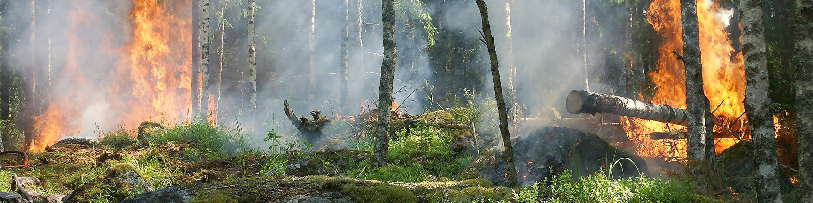 A forest fire