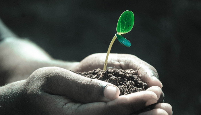 Hands holding a small plant in soil