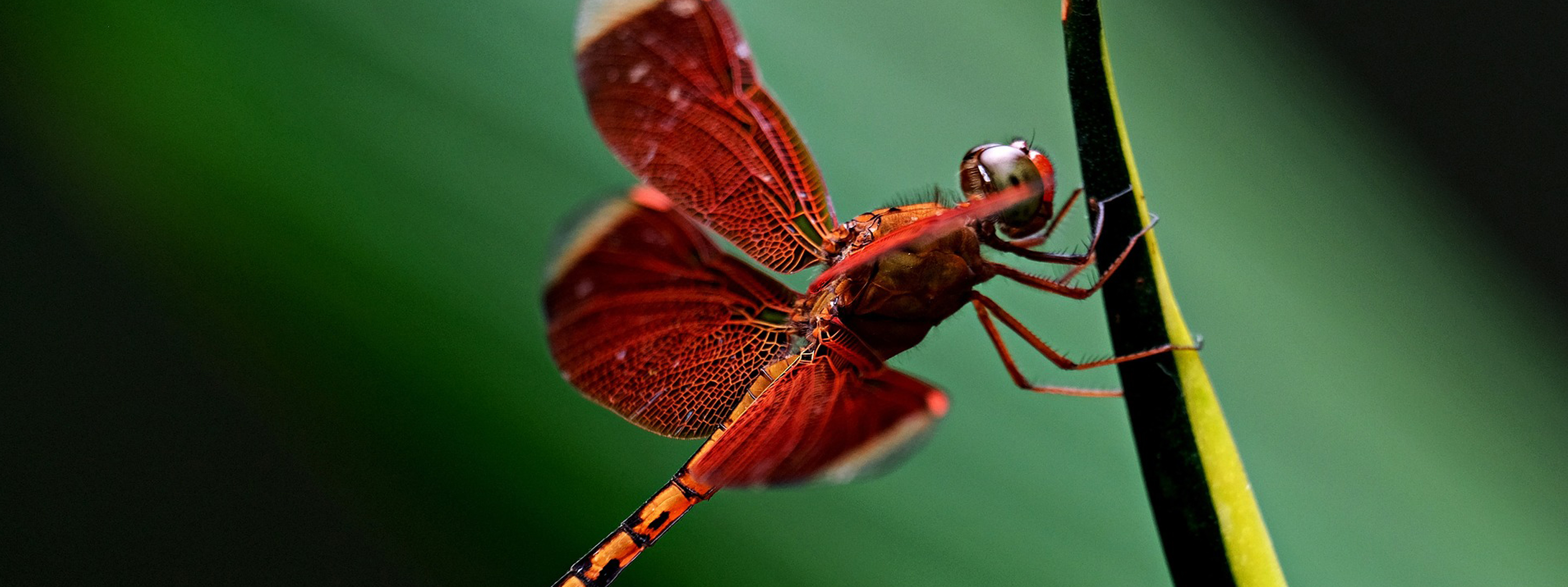 A red dragonfly