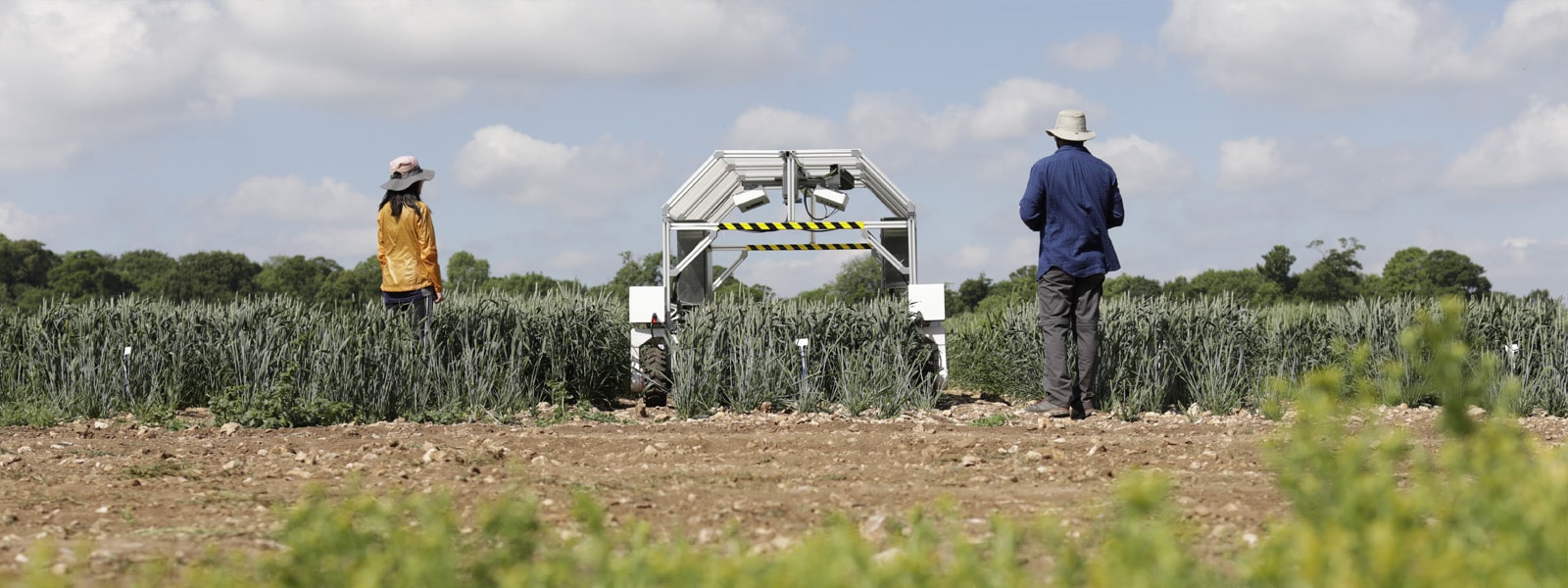 Researchers working with robotics in a field of crops
