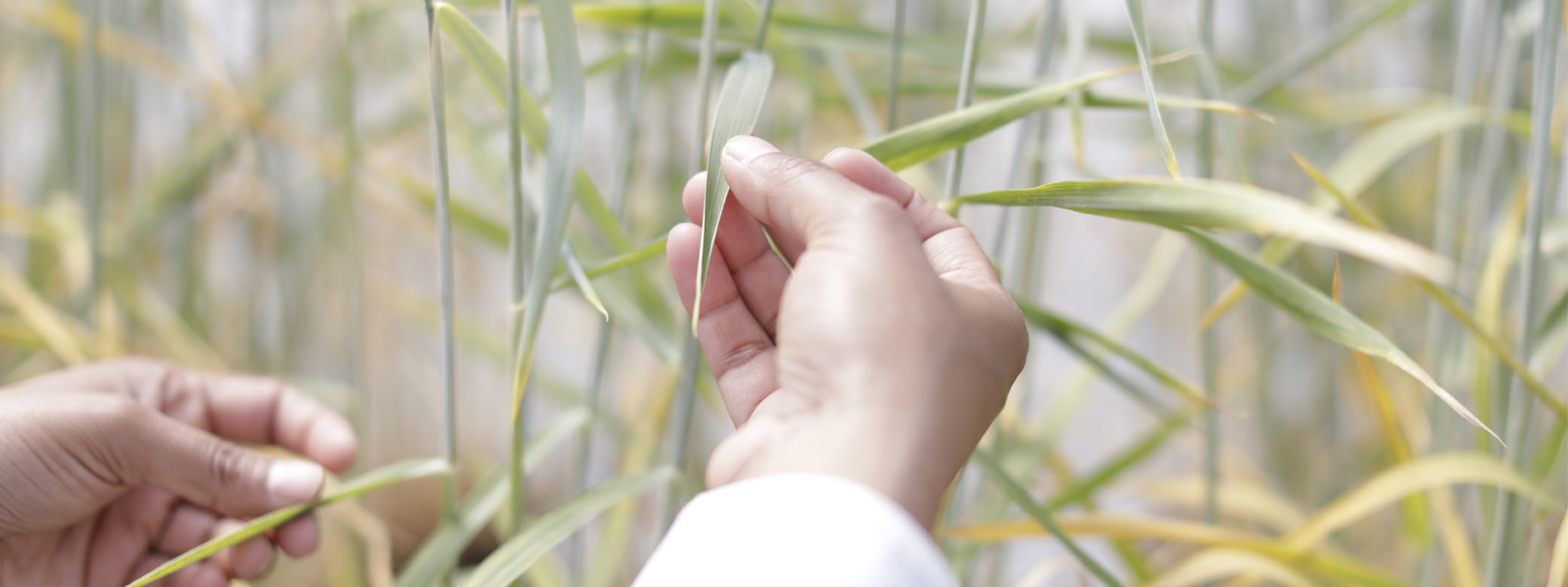 Hands touching wheat in a field