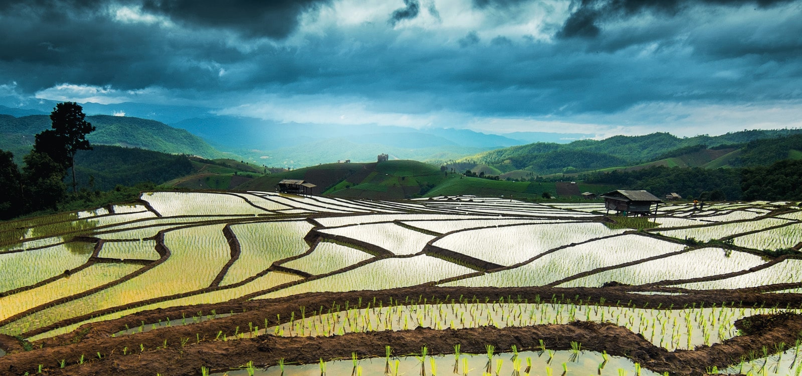 Rice fields and flooding