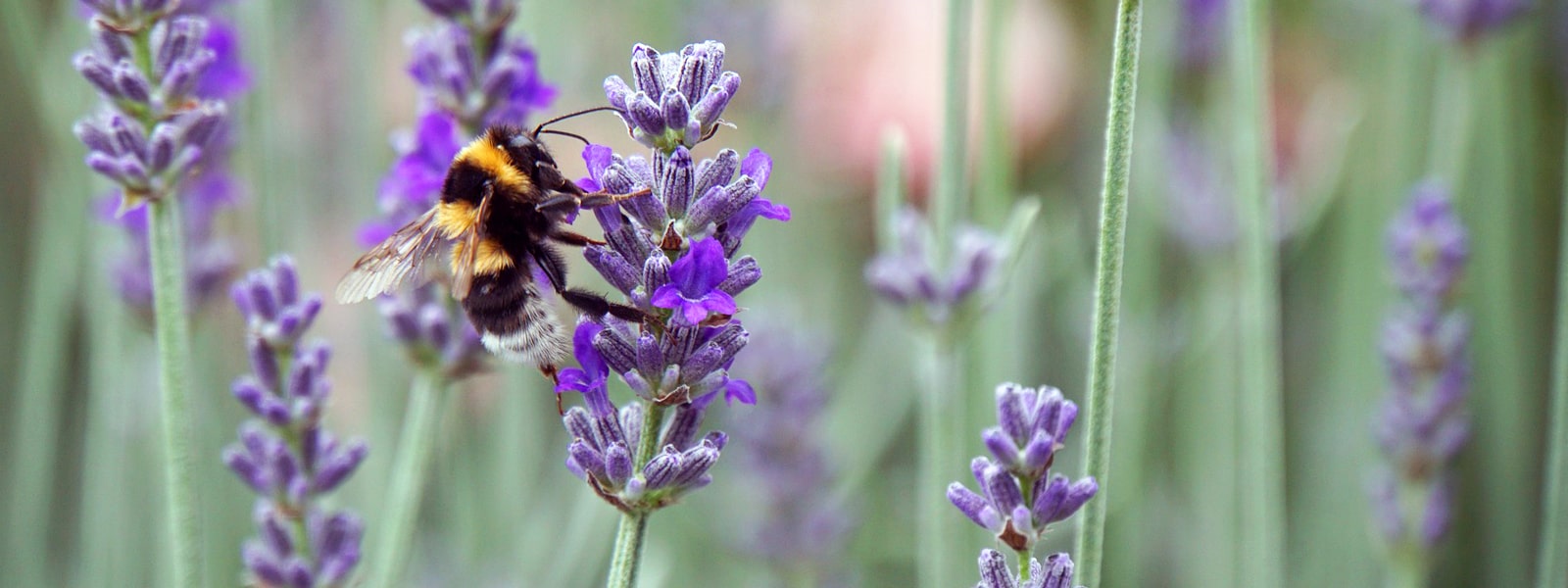 A bee pollonating a flower